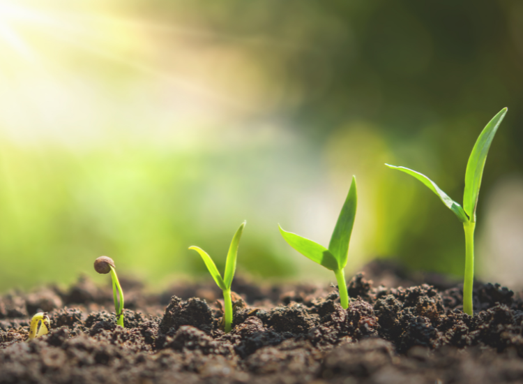 Birth to Renouncement